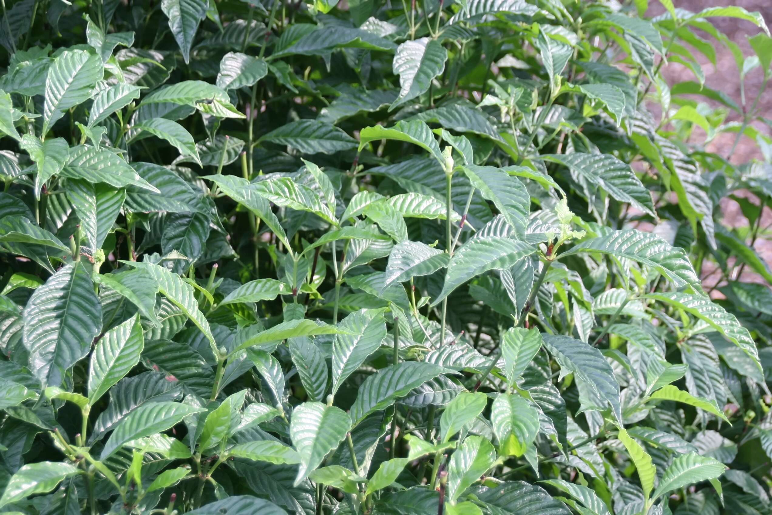 Image of wild coffee