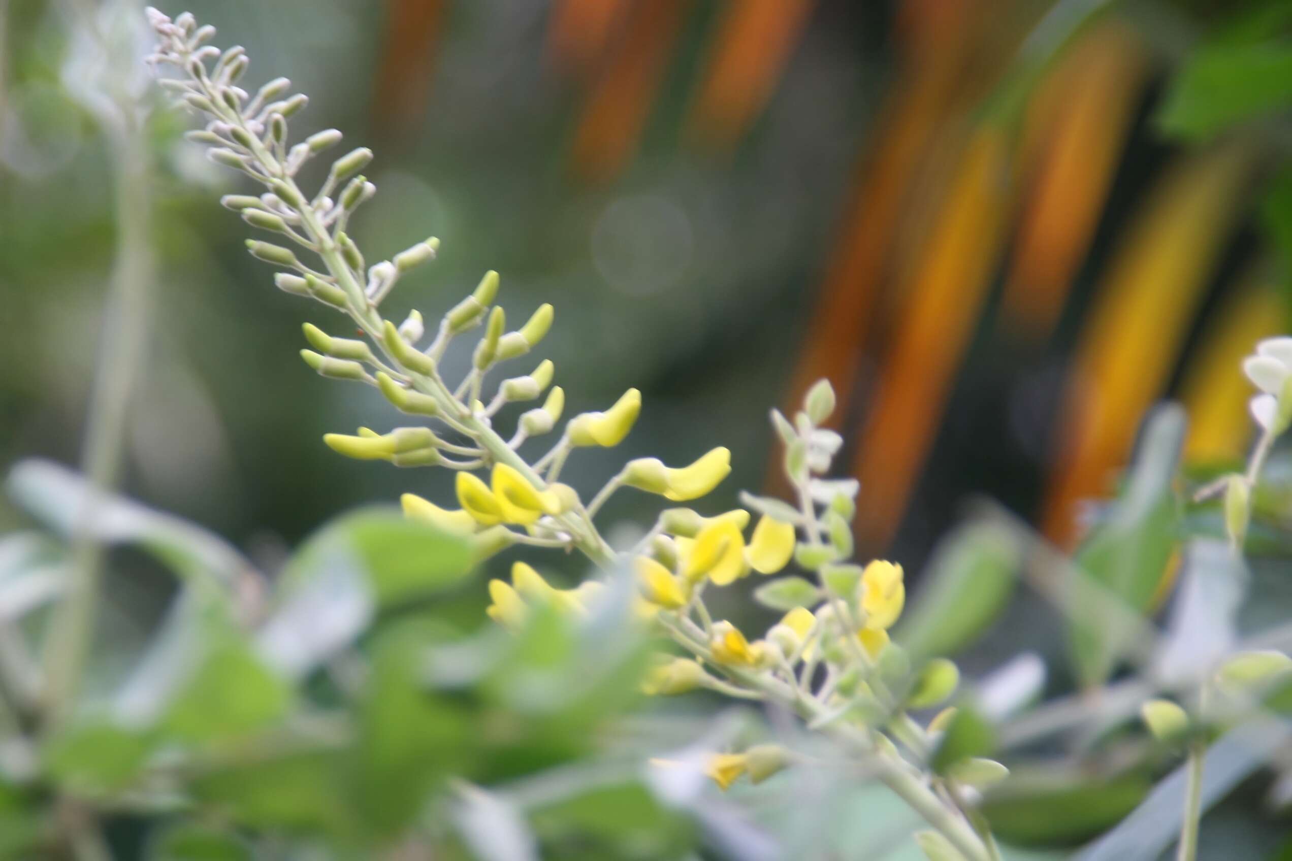 Image of yellow necklacepod