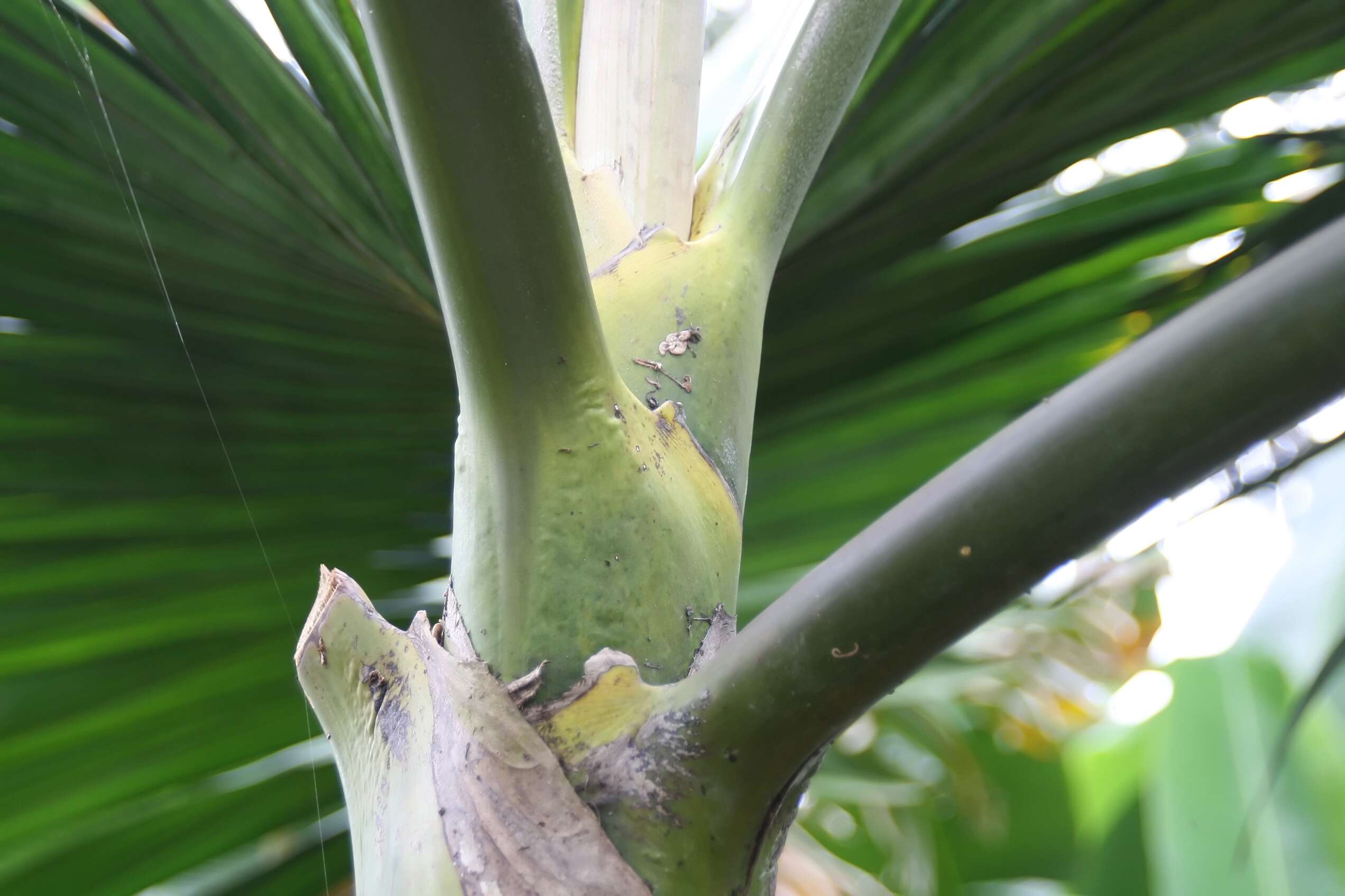 Image of Flamethrower Palm