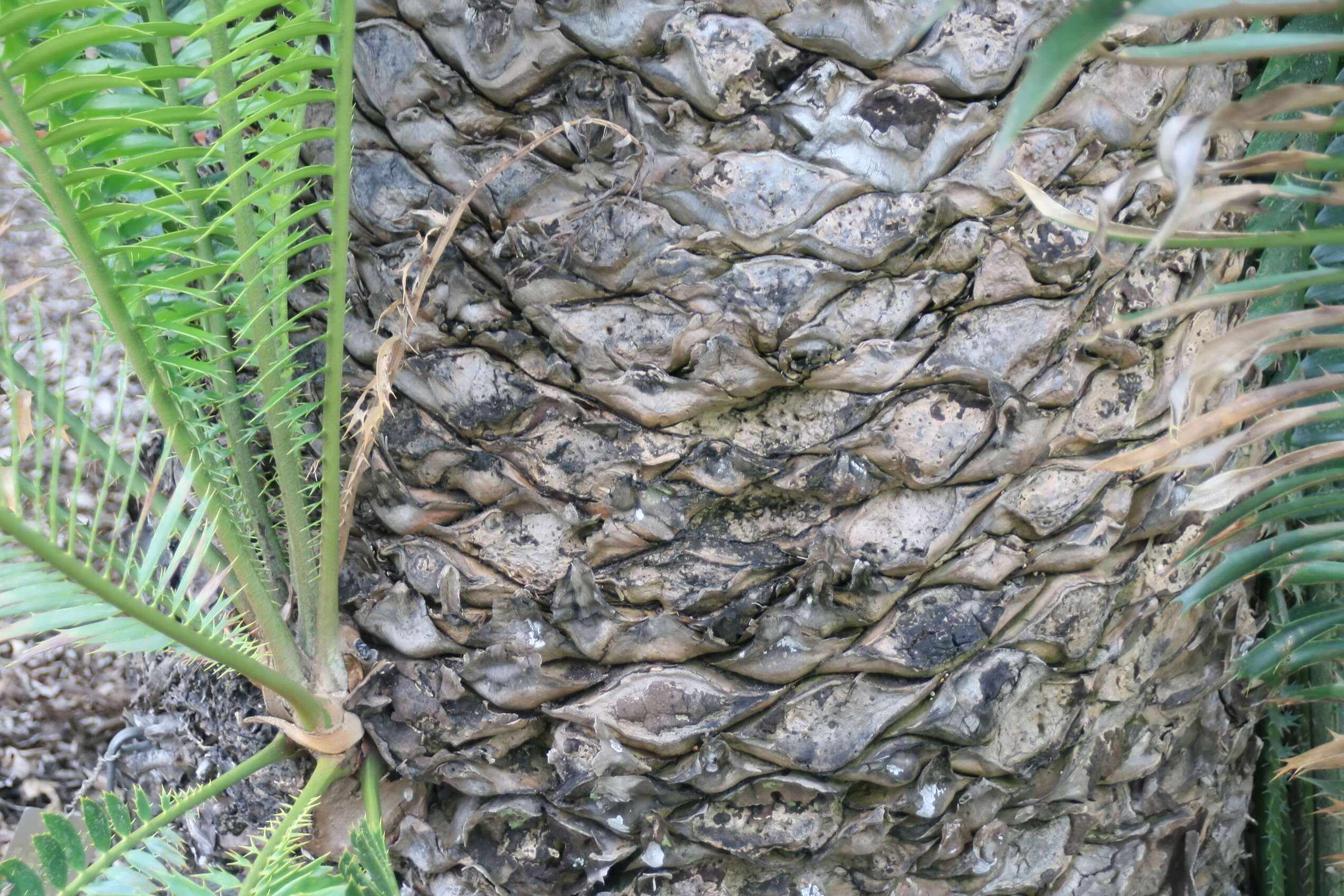 Image of Cycad