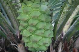 Image of Cycad