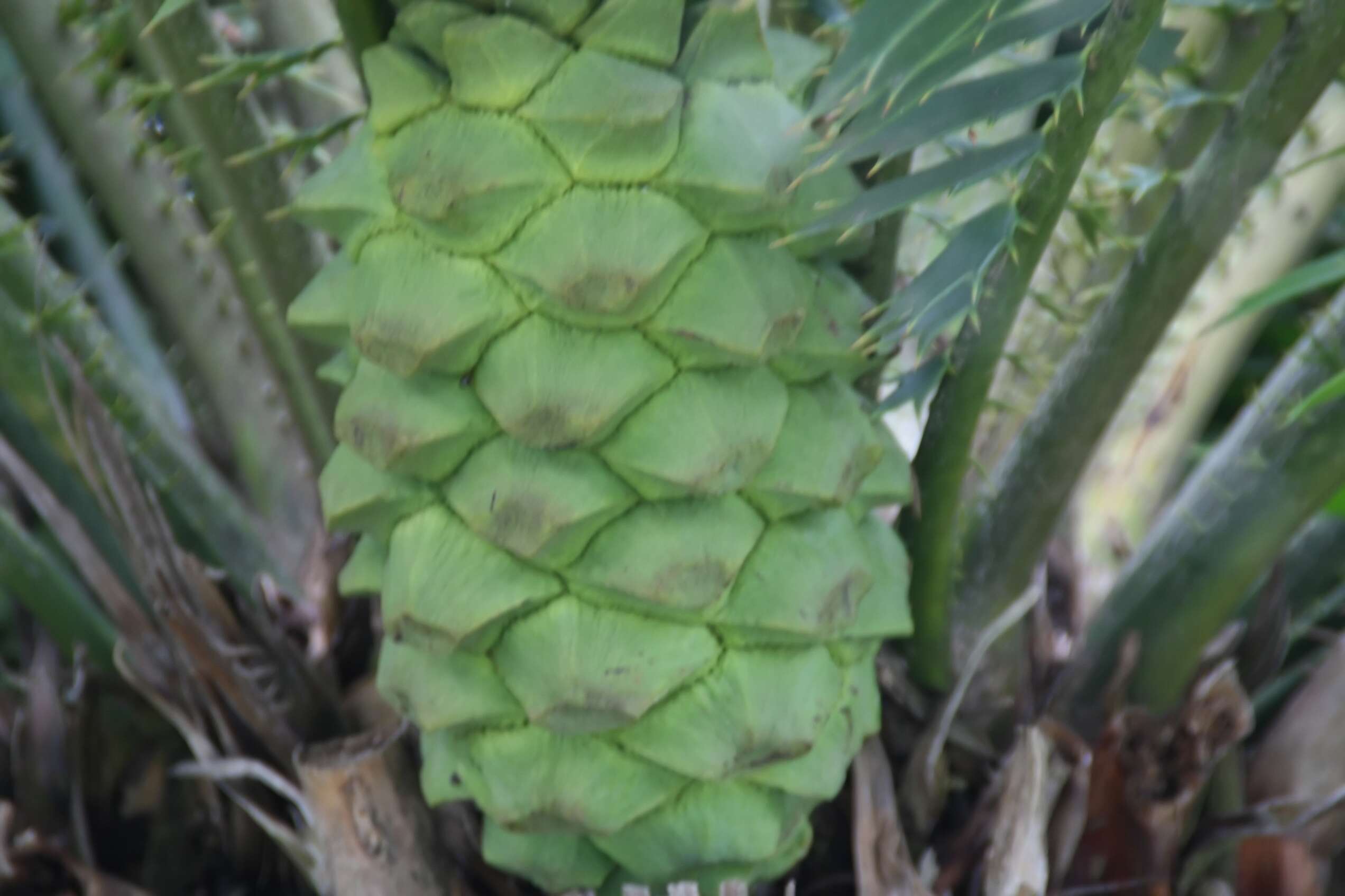 Image of Cycad