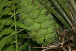 Image of Cycad