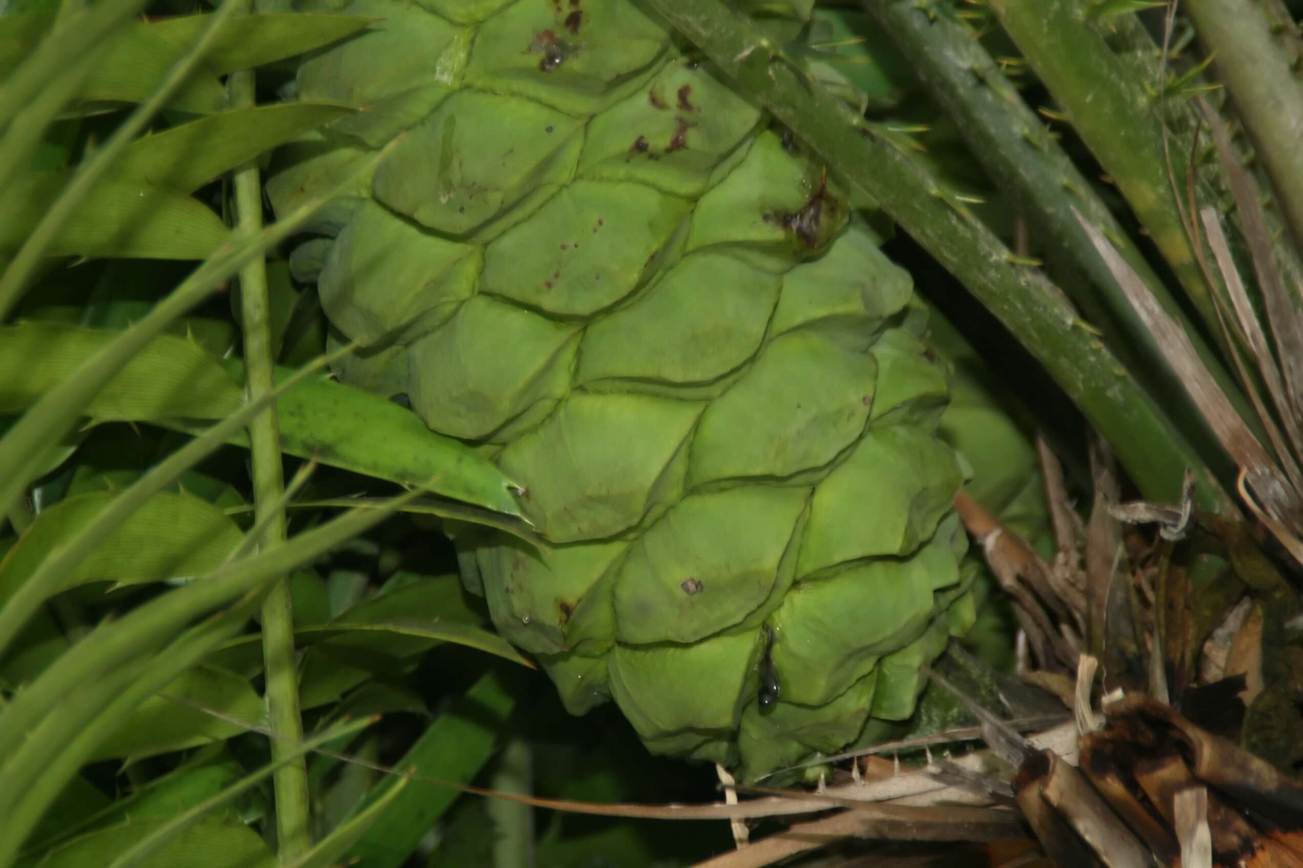 Image of Cycad