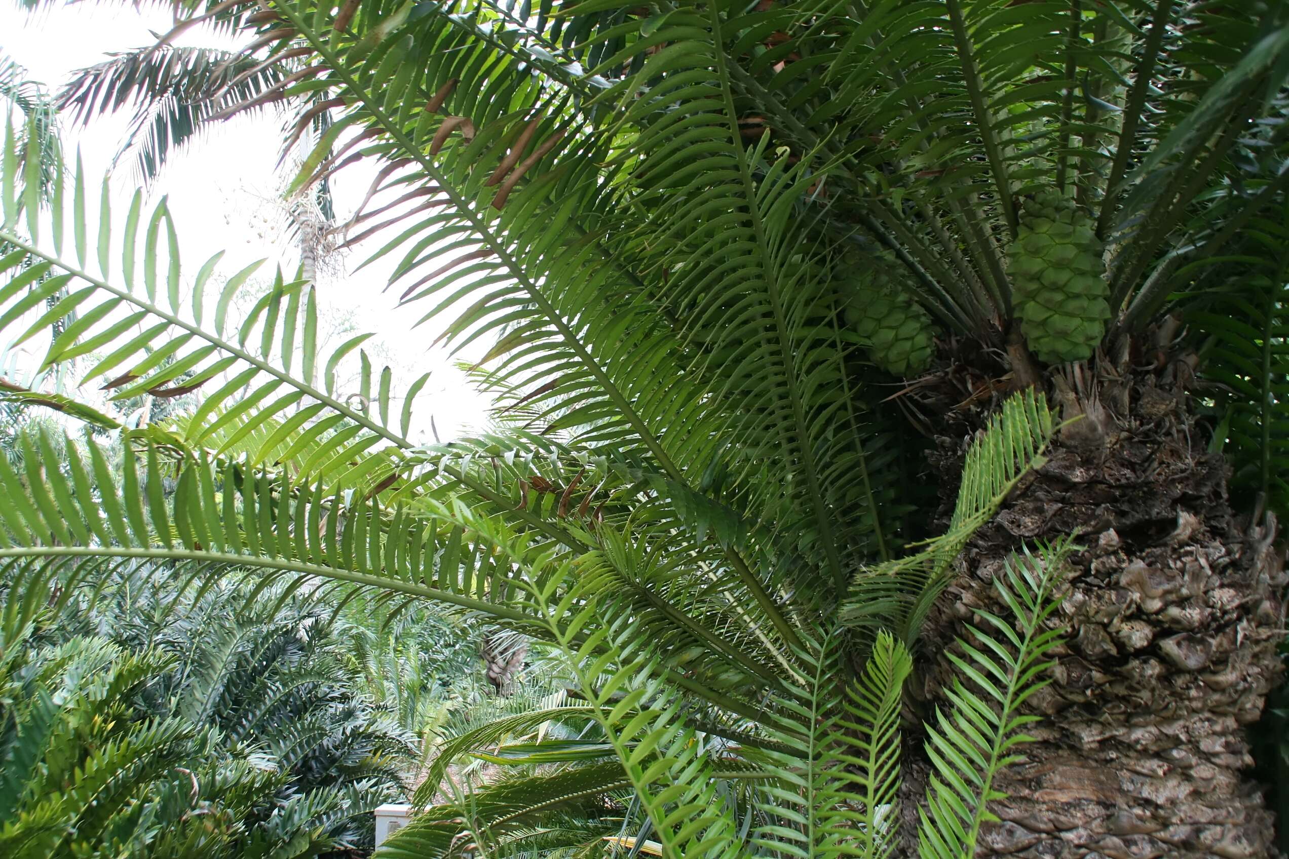 Image of Cycad