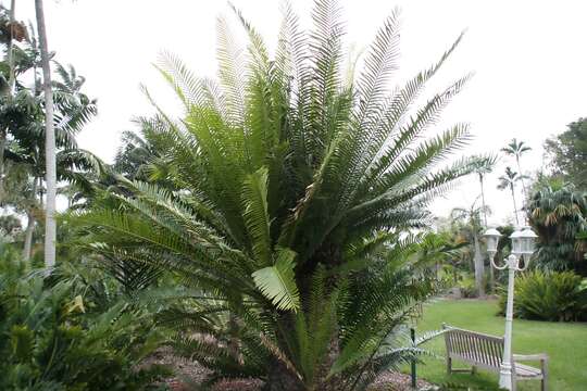 Image de Encephalartos whitelockii P. J. H. Hurter