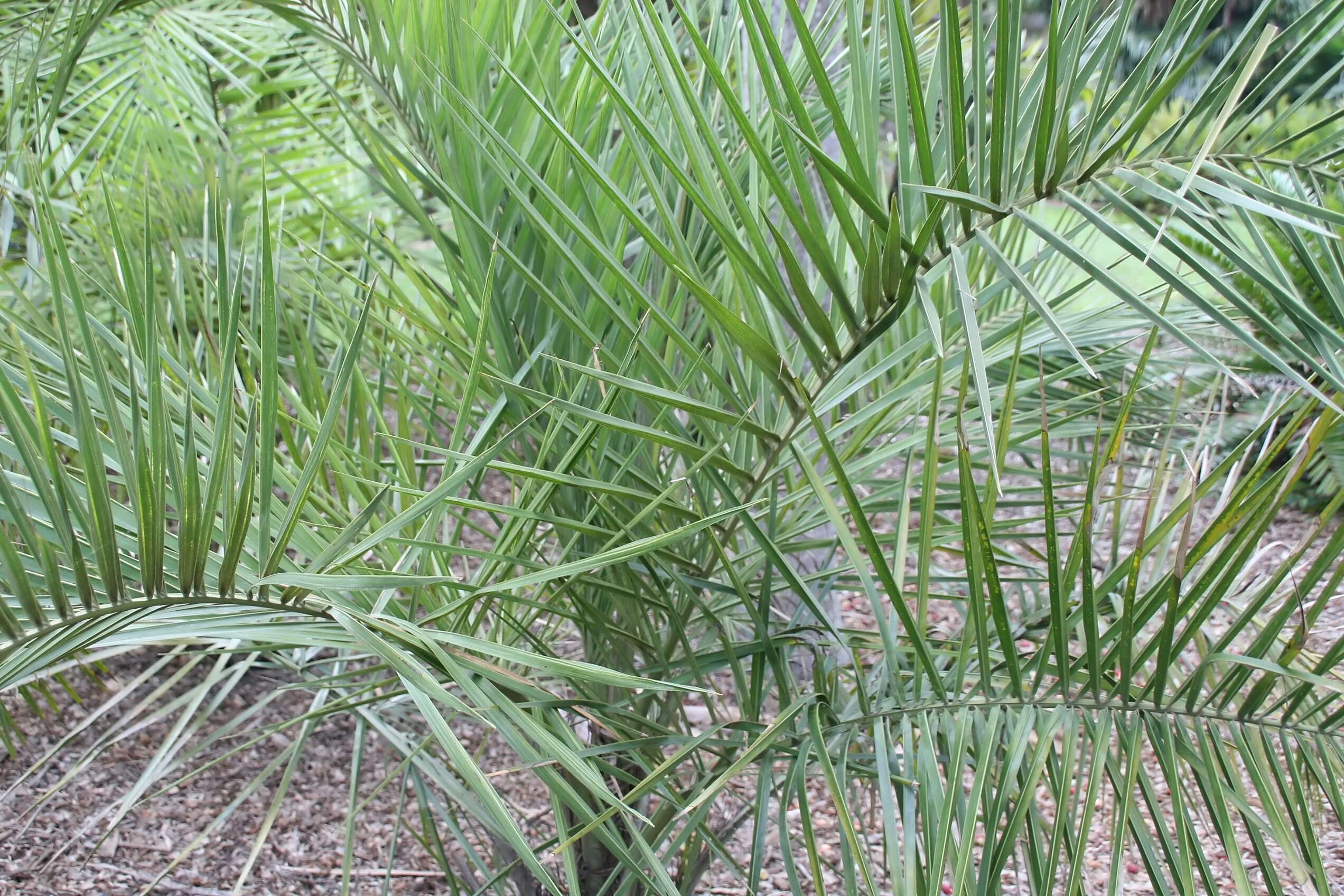 Image of Ouricury palm