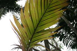 Image of Areca vestiaria Giseke