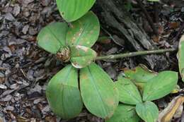 Image of stepladder ginger