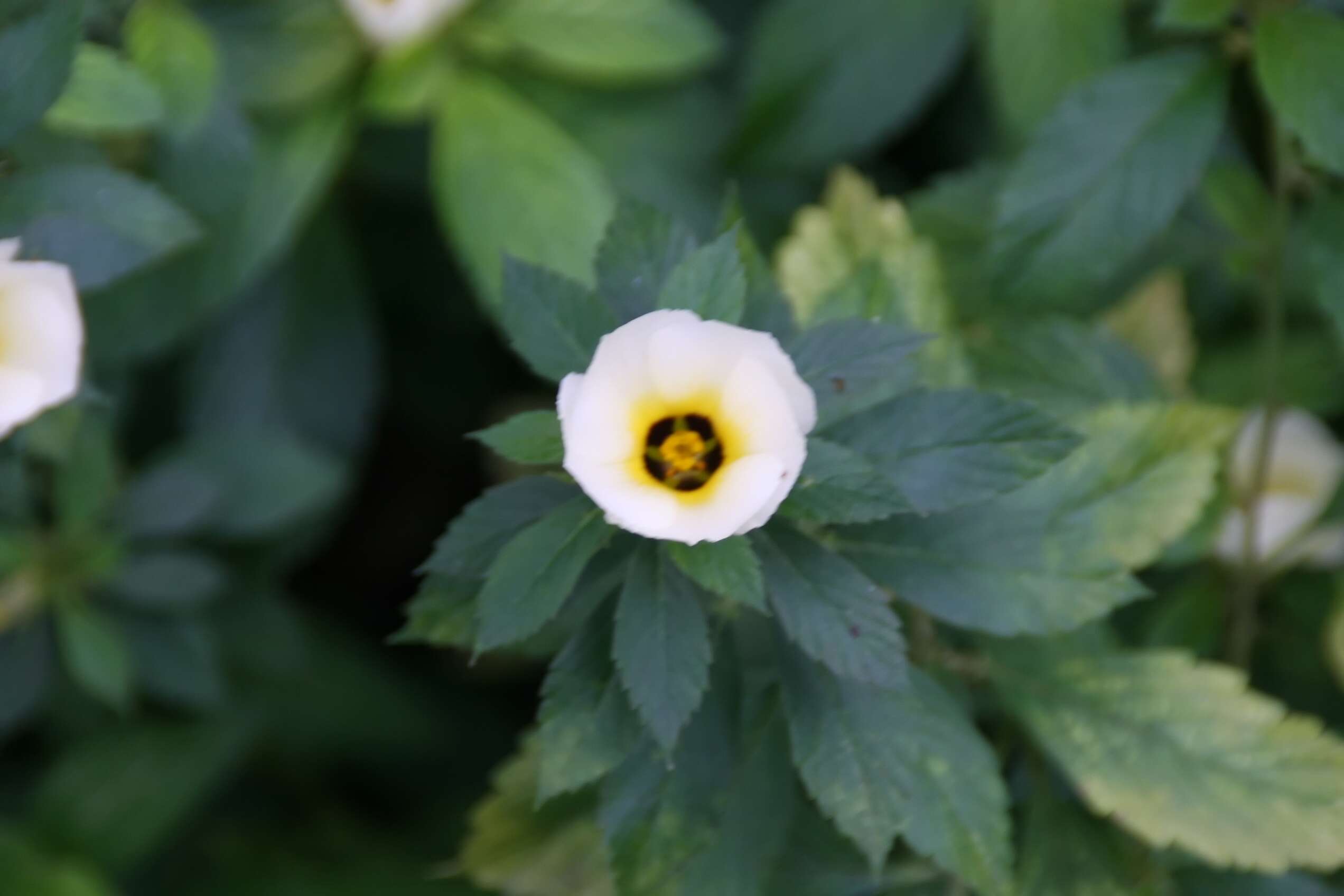 Image of Politician's Flower