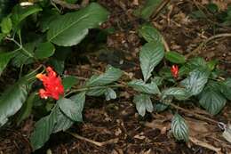 Plancia ëd Strobilanthes alternata (Burm. fil.) Moylan ex J. R. I. Wood