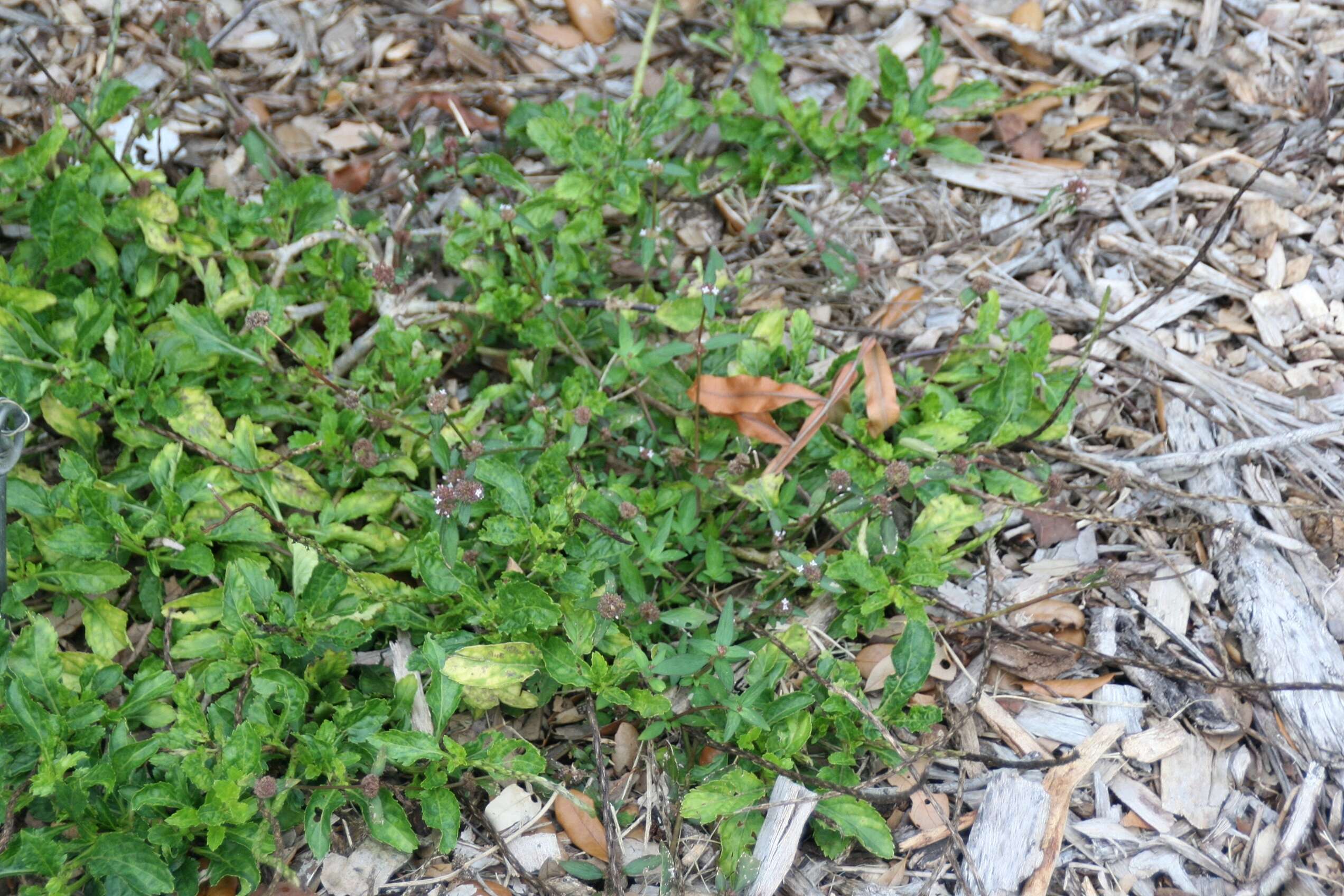 Image of light-blue snakeweed