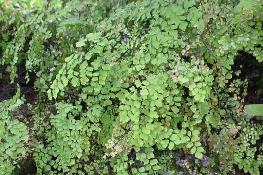 Image of iron fern