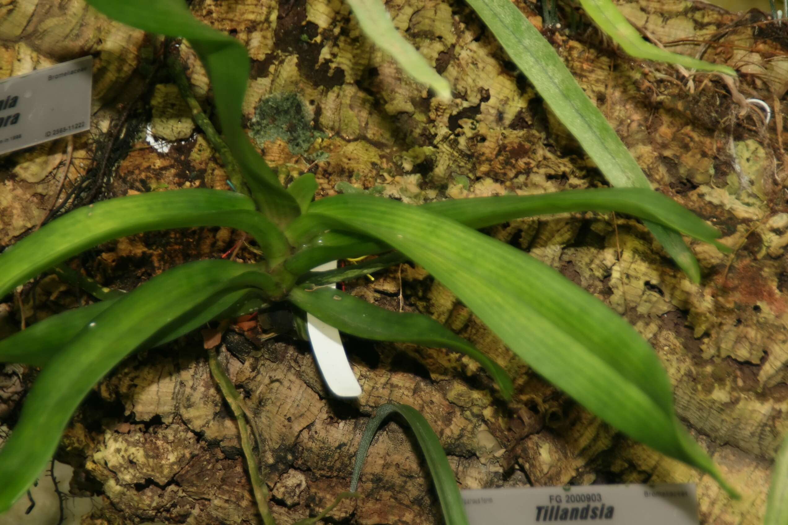 Image of twisted airplant