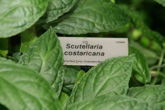 Image de Scutellaria costaricana H. Wendl.