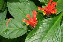 Image de Scutellaria costaricana H. Wendl.