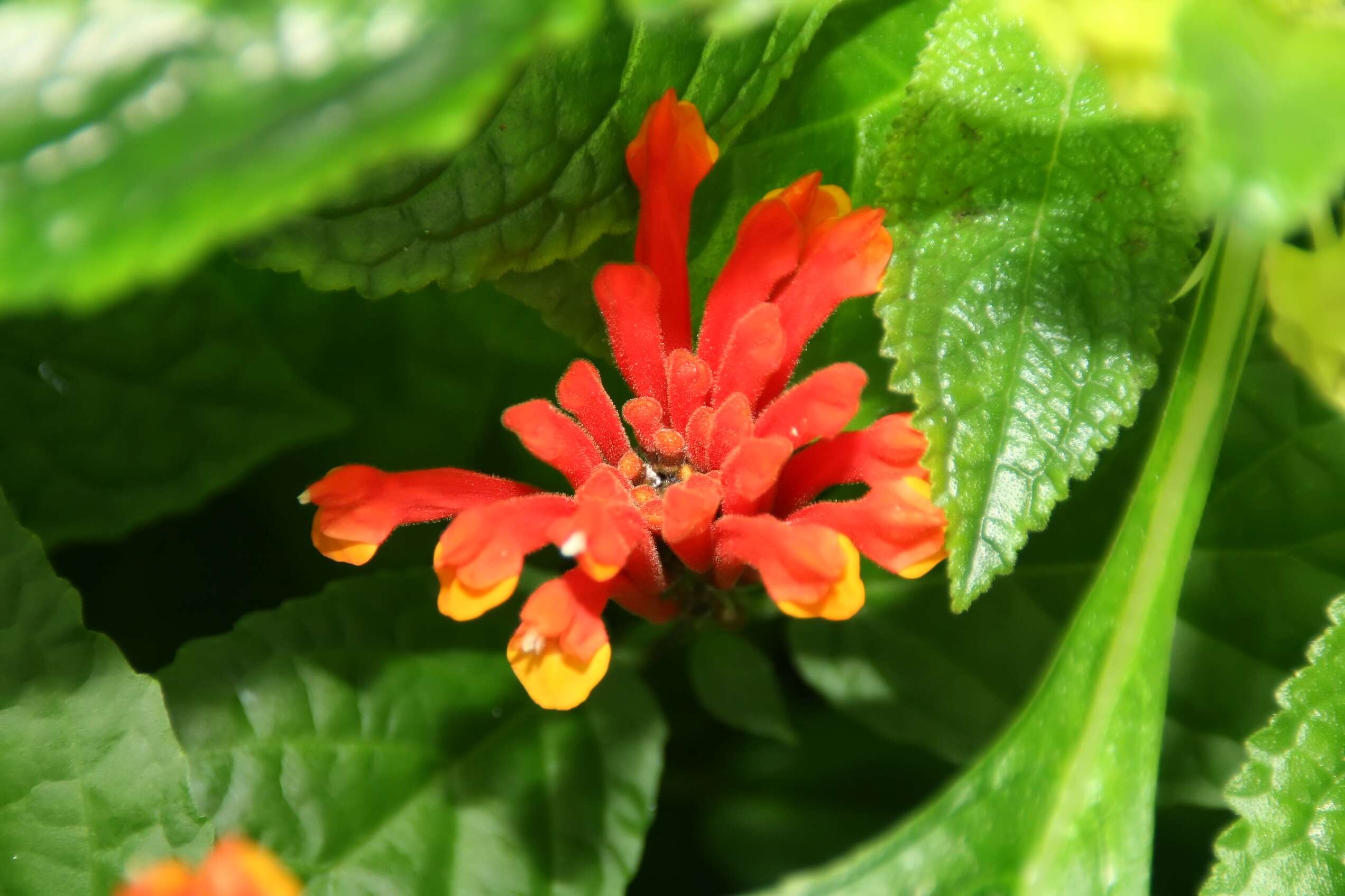 Image de Scutellaria costaricana H. Wendl.