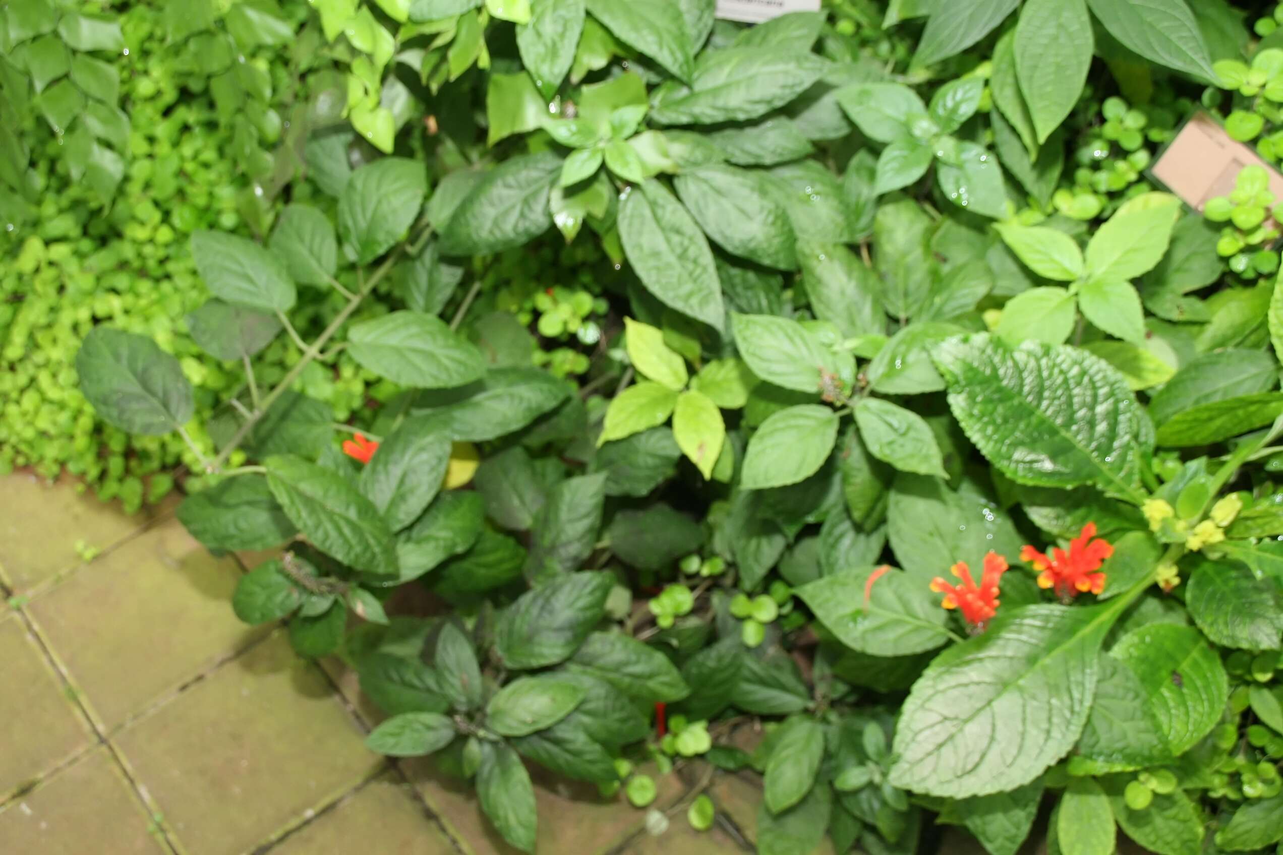 Image de Scutellaria costaricana H. Wendl.