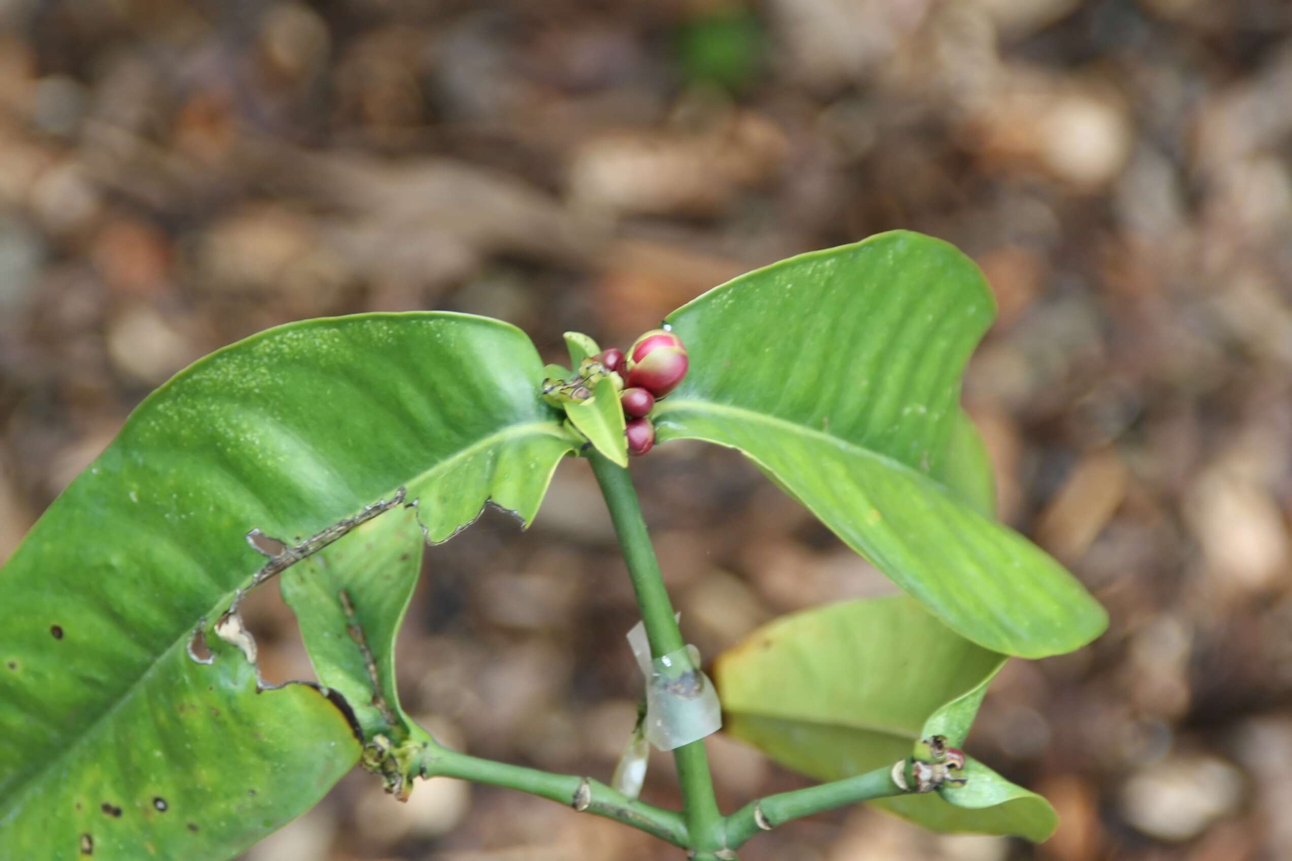 Слика од Garcinia prainiana King