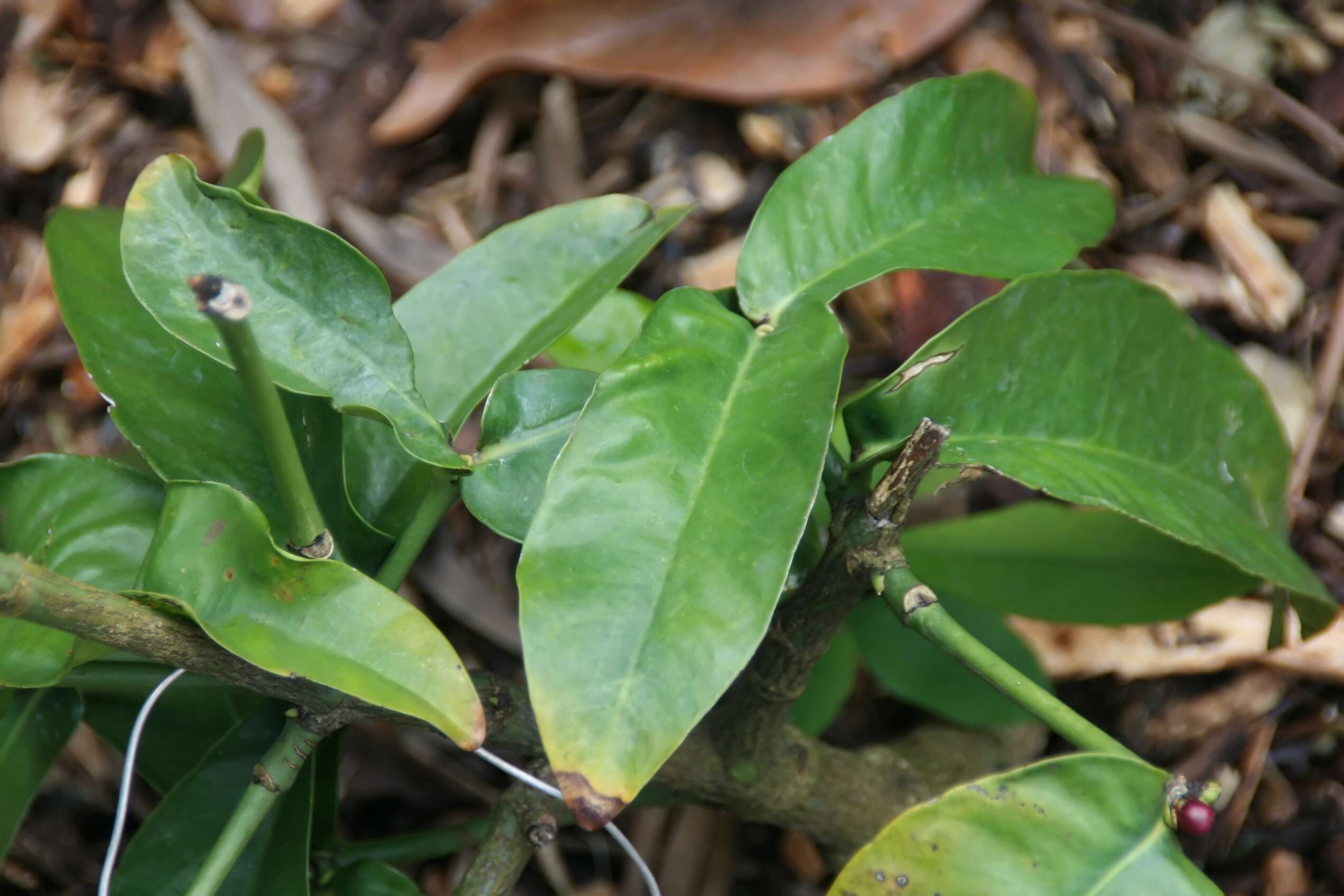 Слика од Garcinia prainiana King