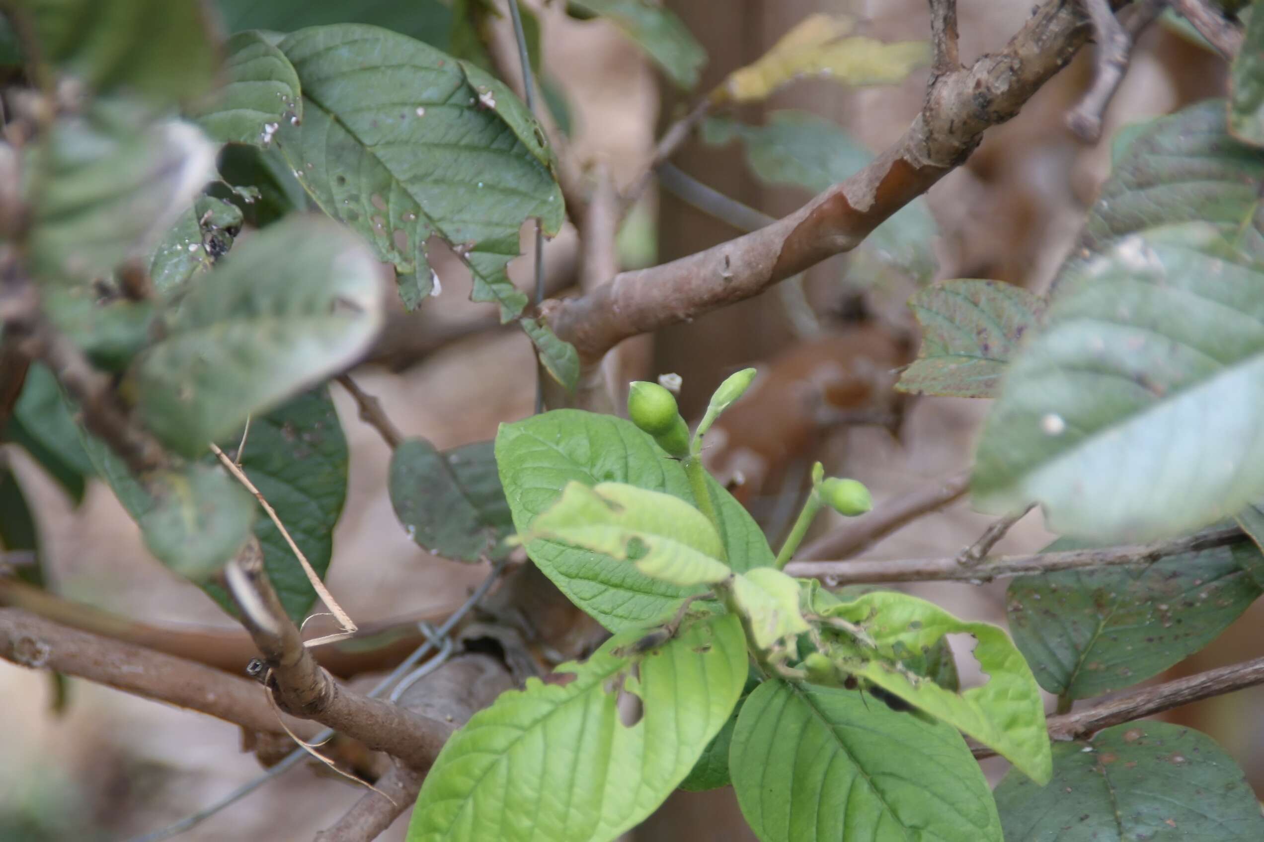 Image of guava