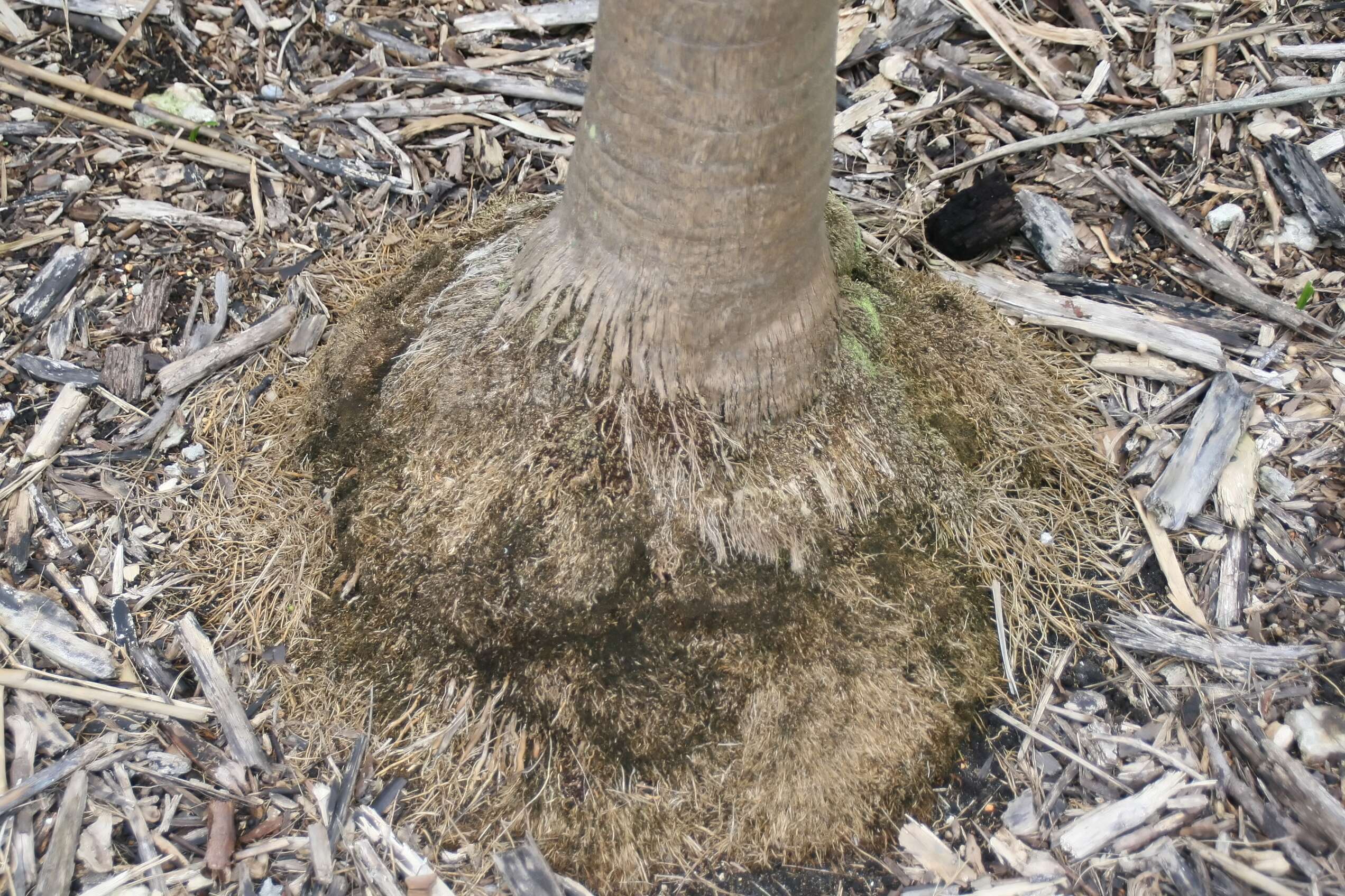 Image of thatch palm