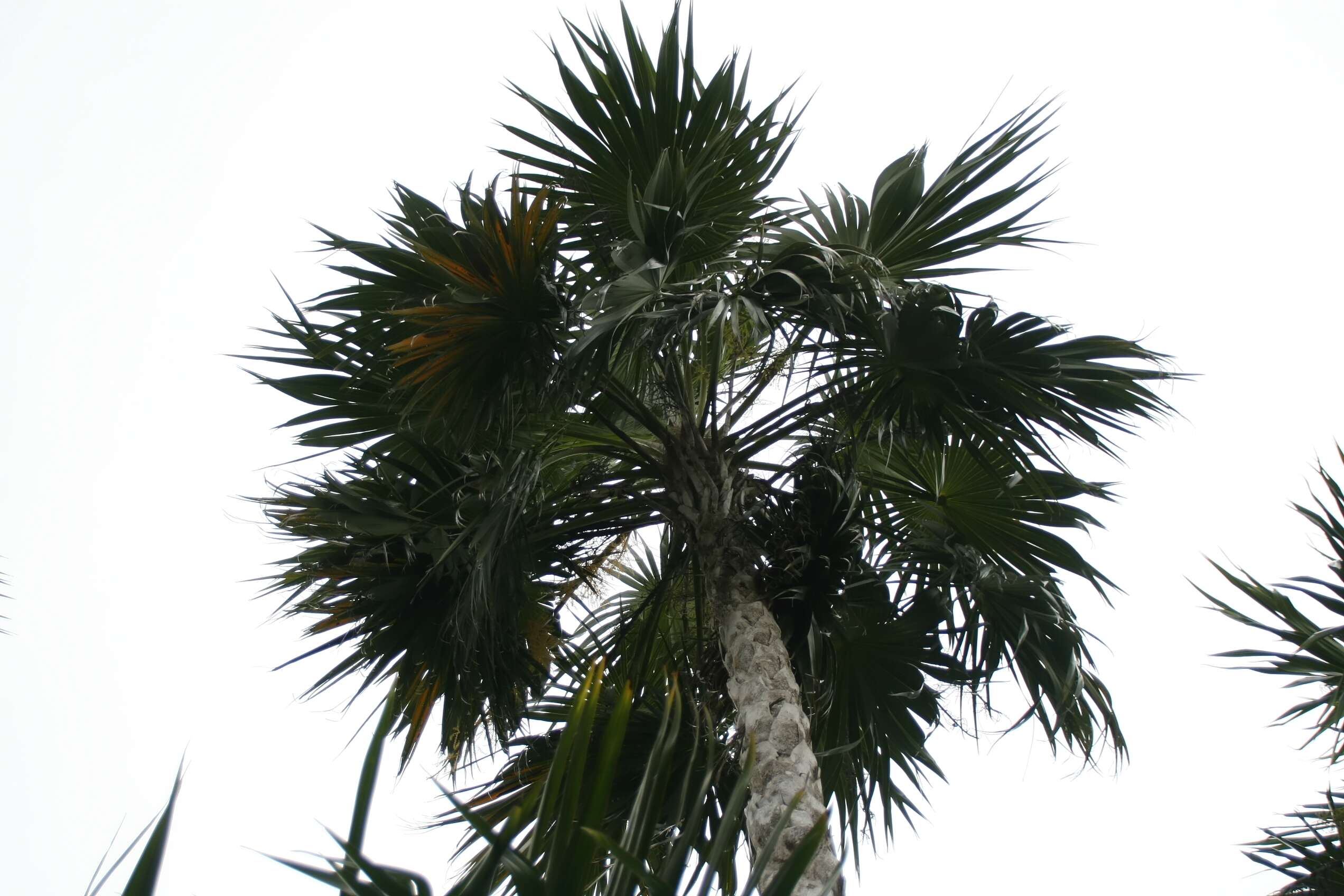 Image of thatch palm