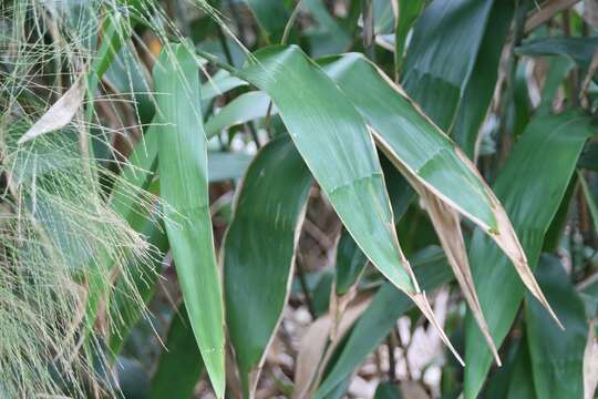 Image of tiger grass