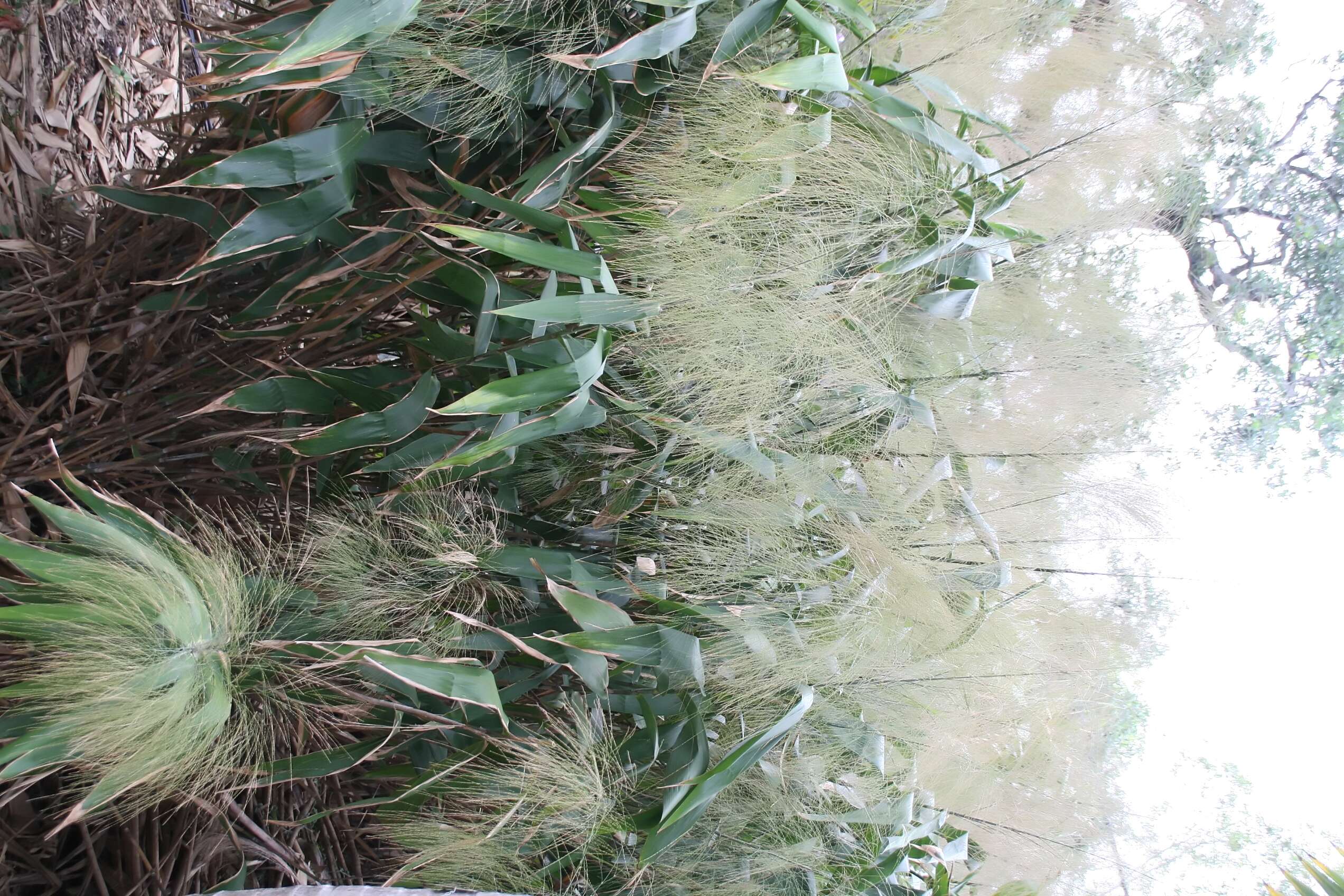 Image of tiger grass