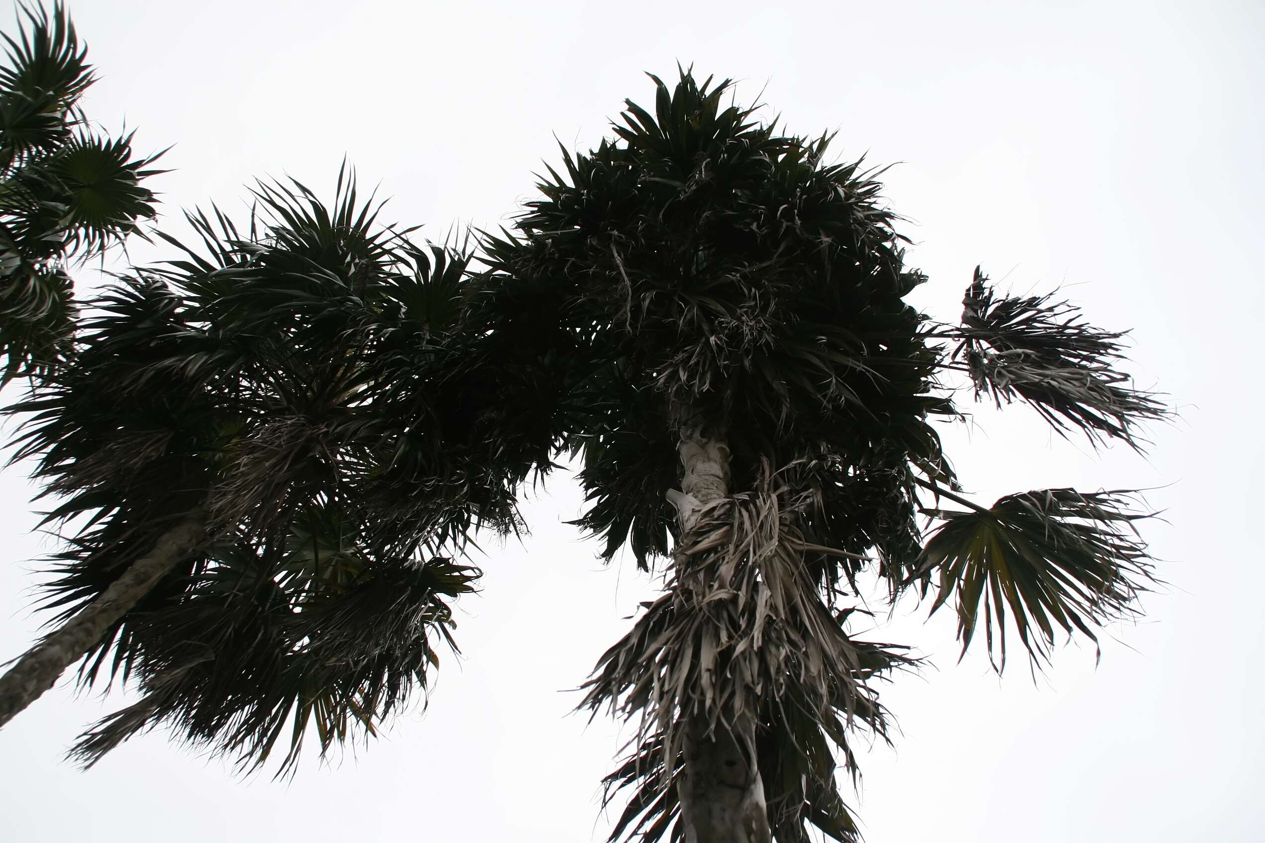 Image of thatch palm