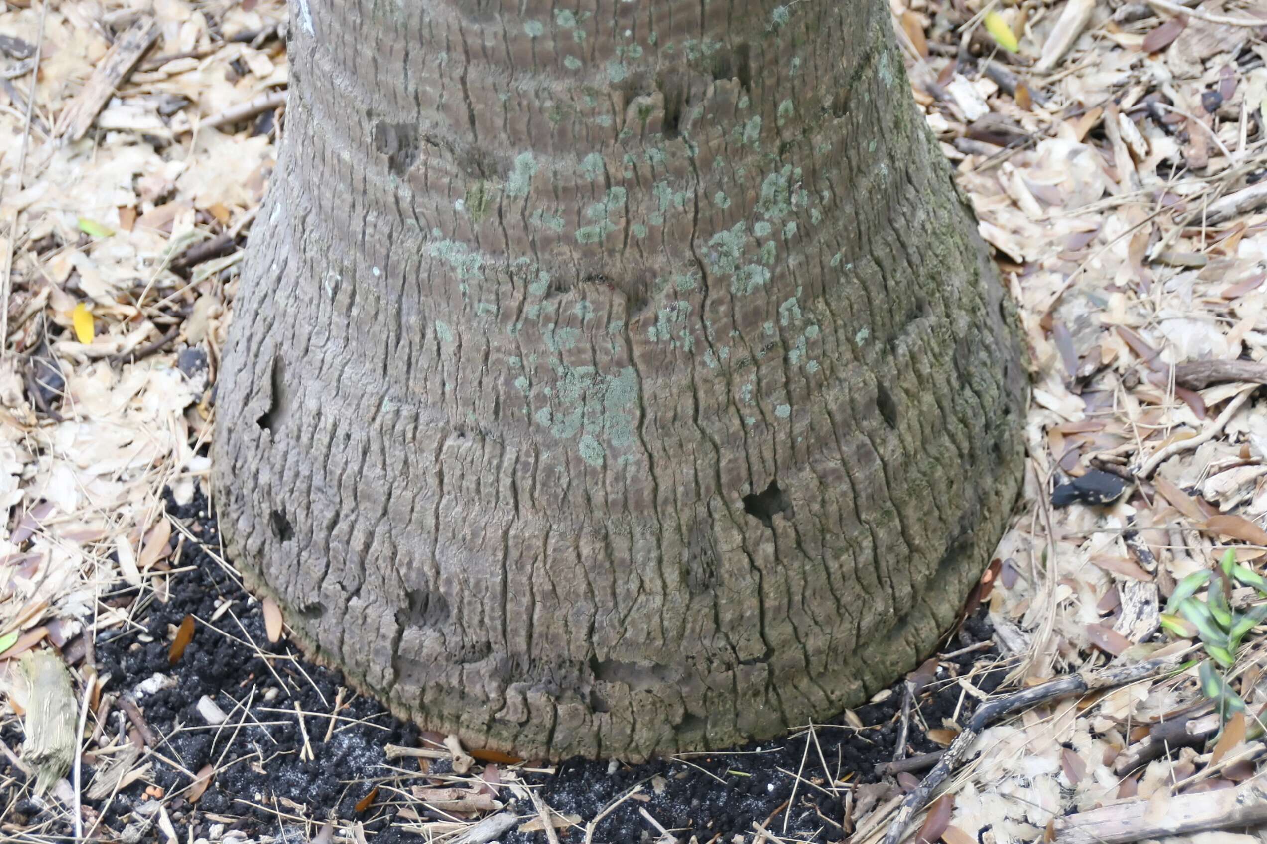 Sivun Copernicia berteroana Becc. kuva