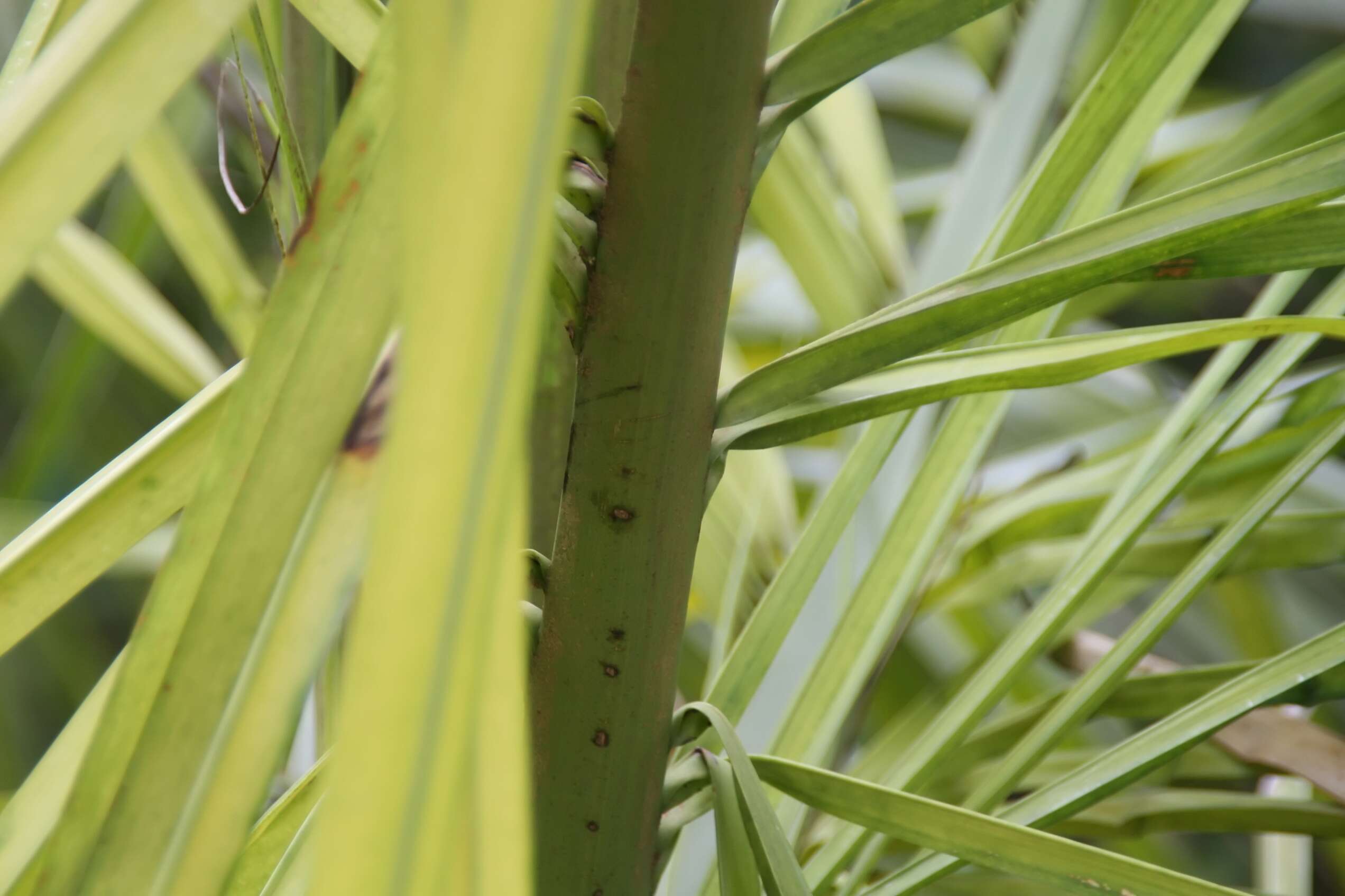 Image of Syagrus picrophylla Barb. Rodr.