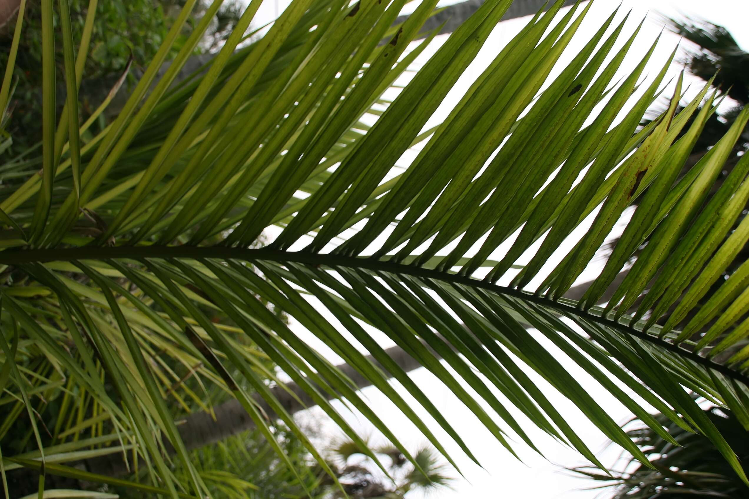 Image of Syagrus picrophylla Barb. Rodr.