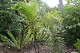 Image of Syagrus picrophylla Barb. Rodr.