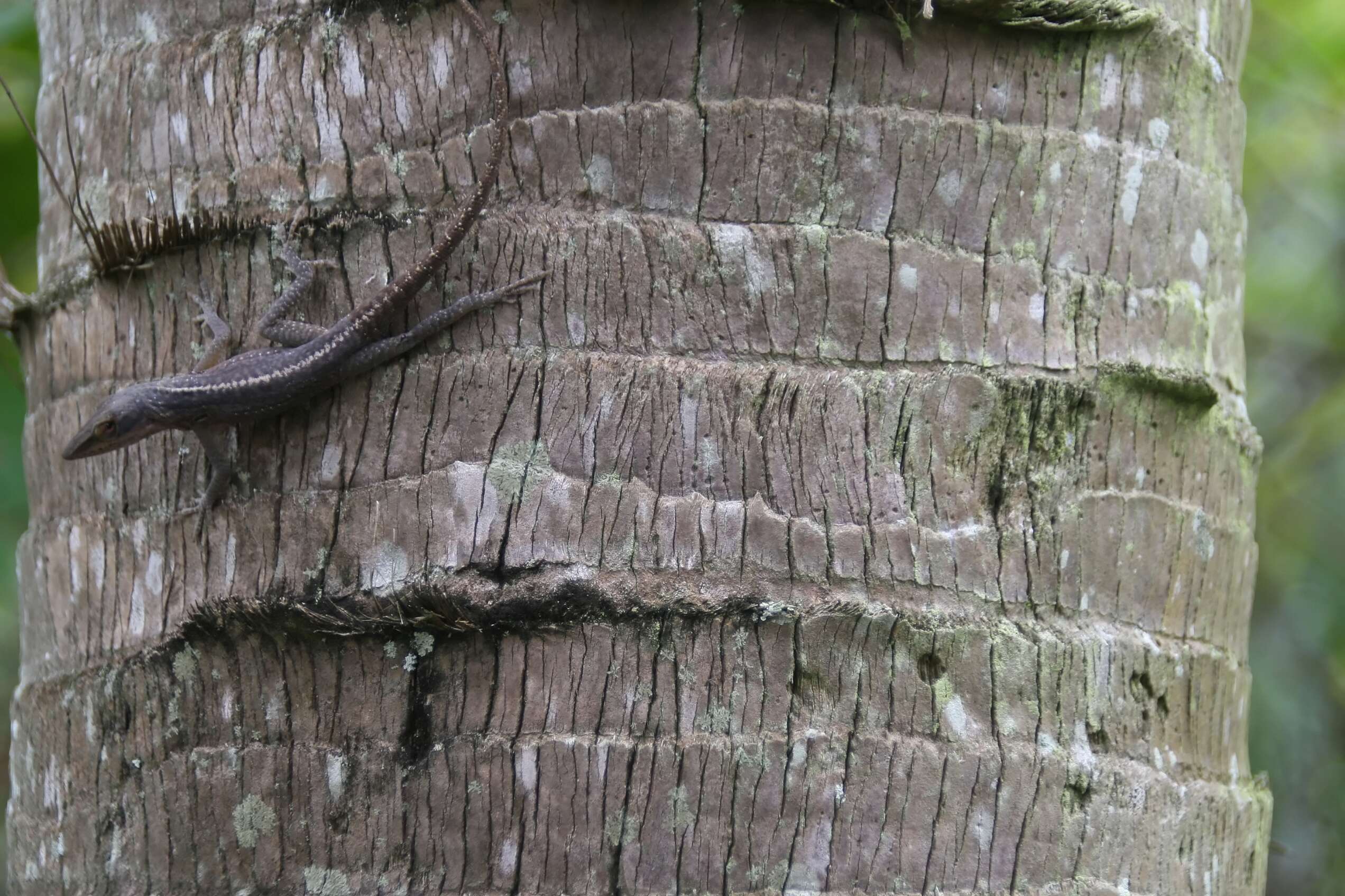 Sivun Copernicia berteroana Becc. kuva