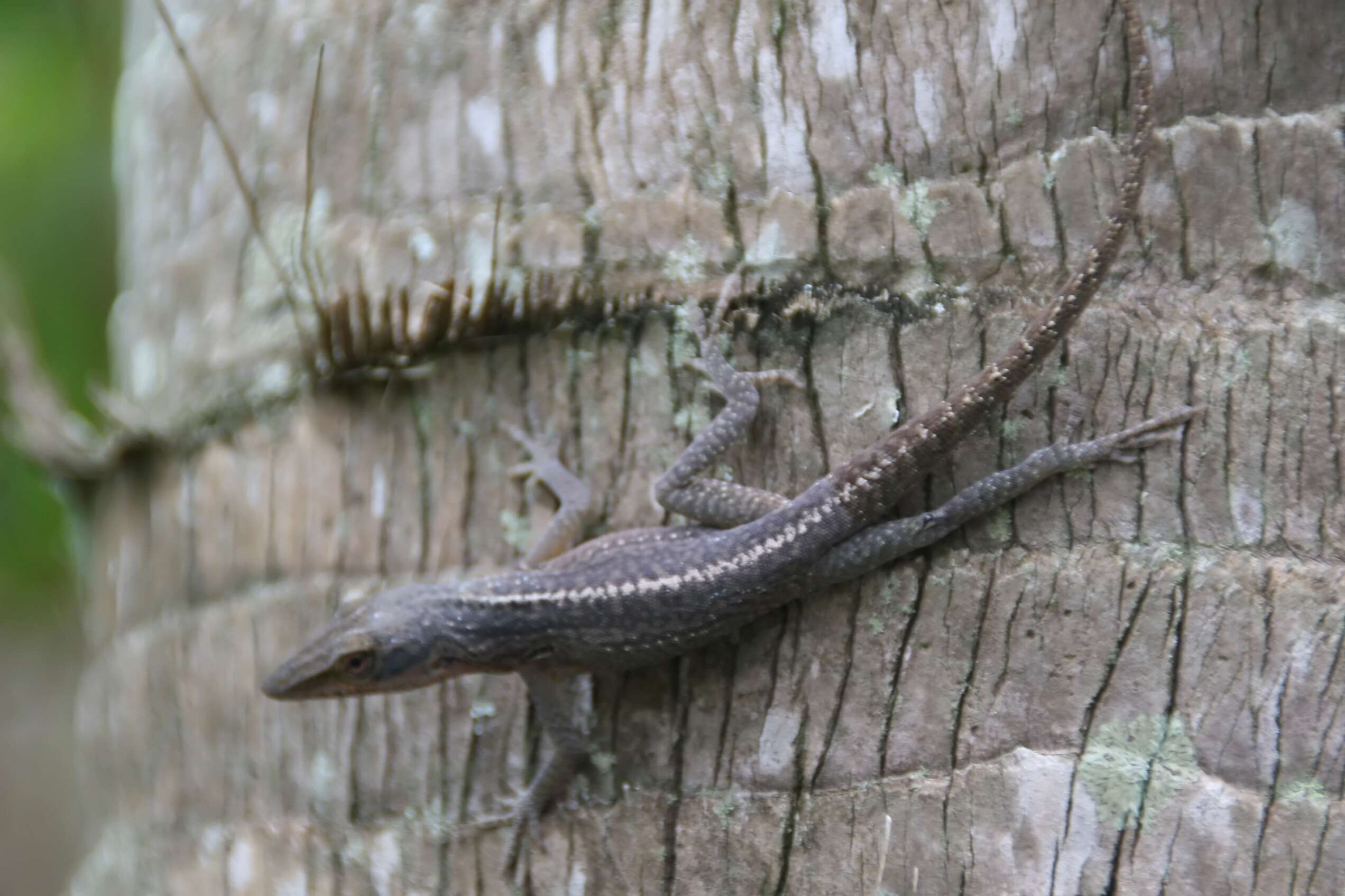 Sivun Copernicia berteroana Becc. kuva