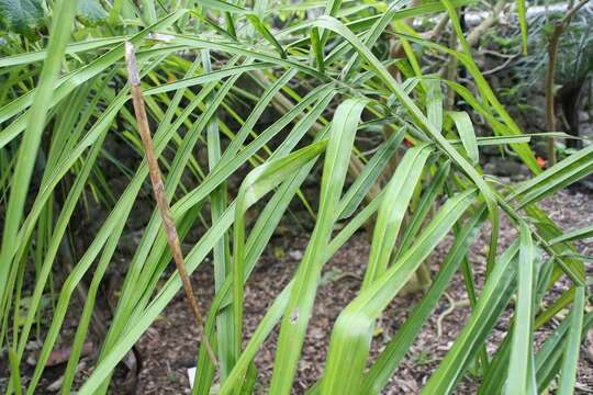 Image of Syagrus picrophylla Barb. Rodr.