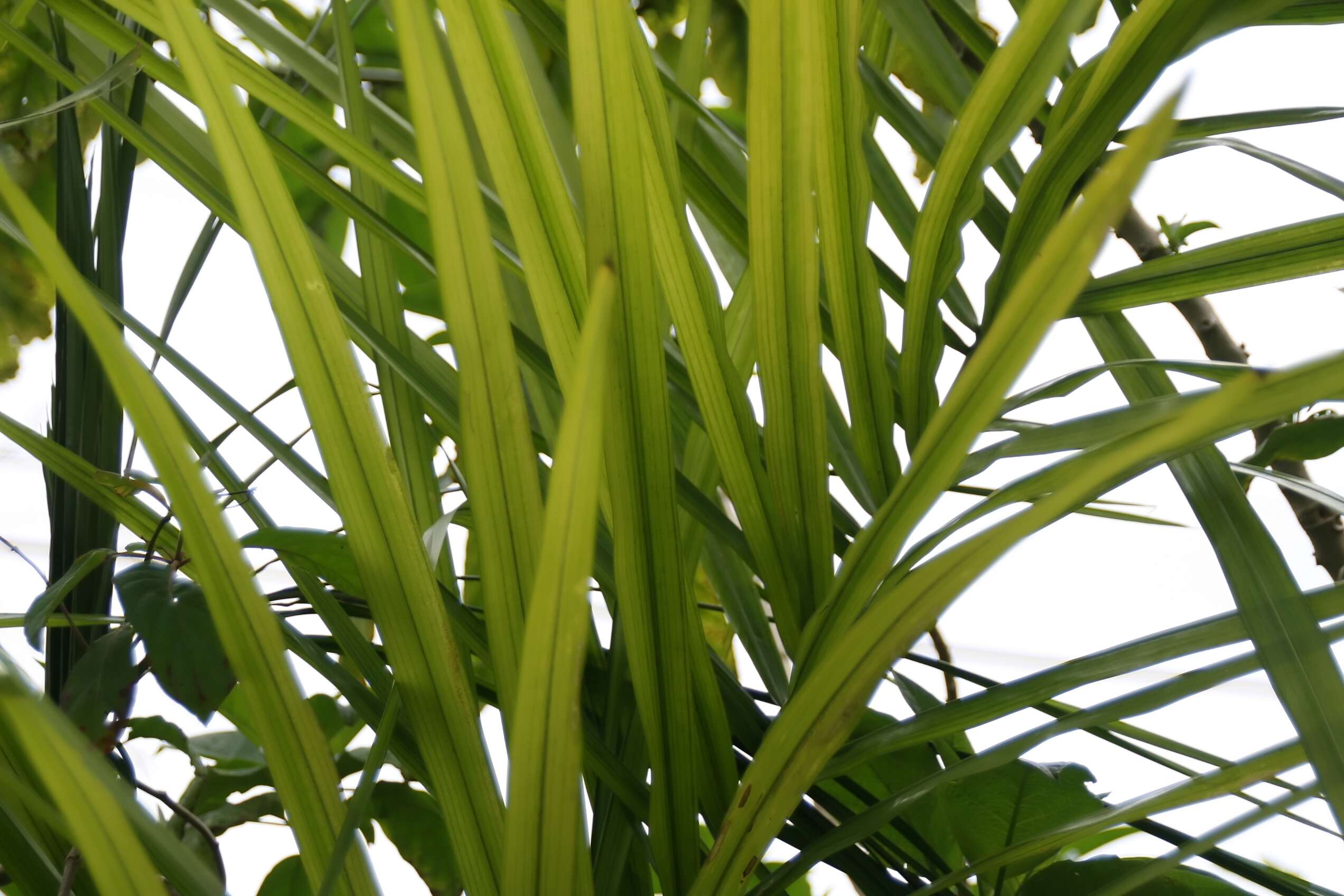 Image of Syagrus picrophylla Barb. Rodr.