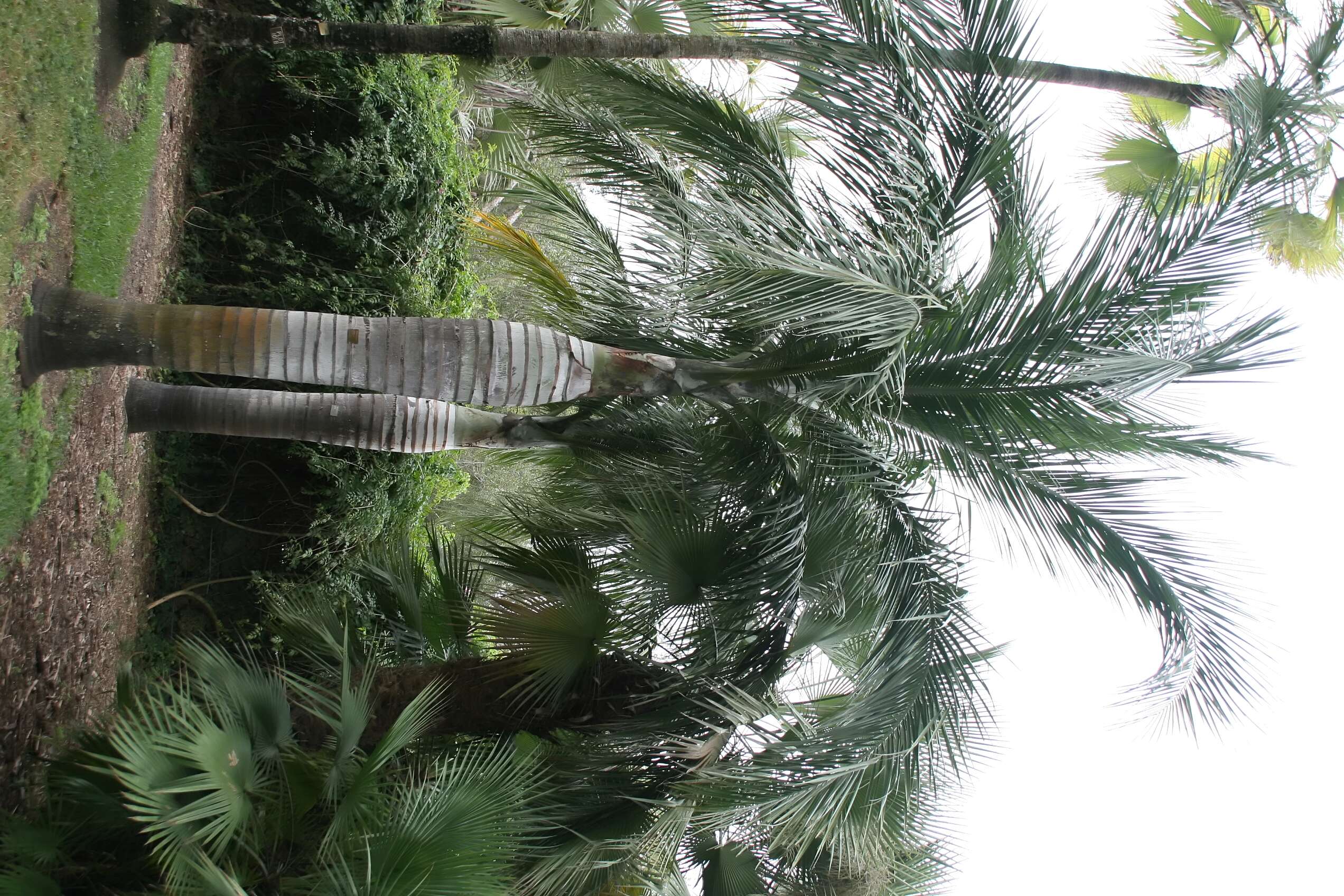 Image of Florida cherry palm