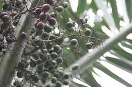 Image of Florida cherry palm