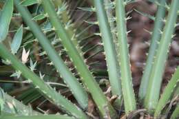 Image of Cycad