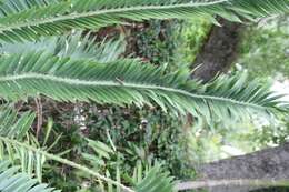 Image of Cycad