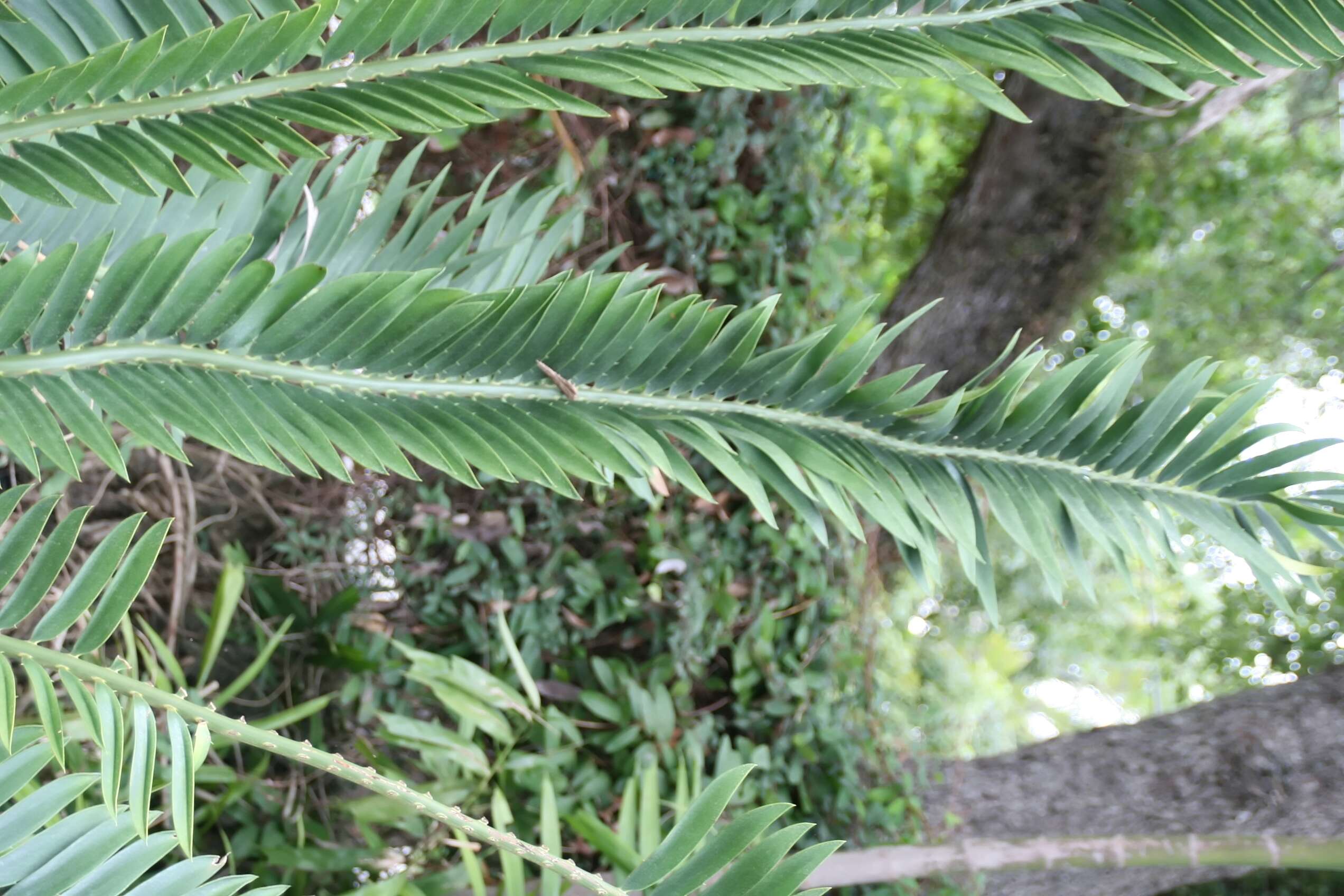 Image of Cycad