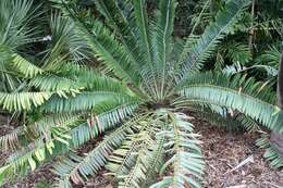 Image of Cycad