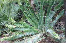 Image of Cycad