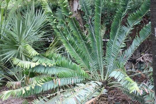 Image de Encephalartos pterogonus R. A. Dyer & I. Verd.