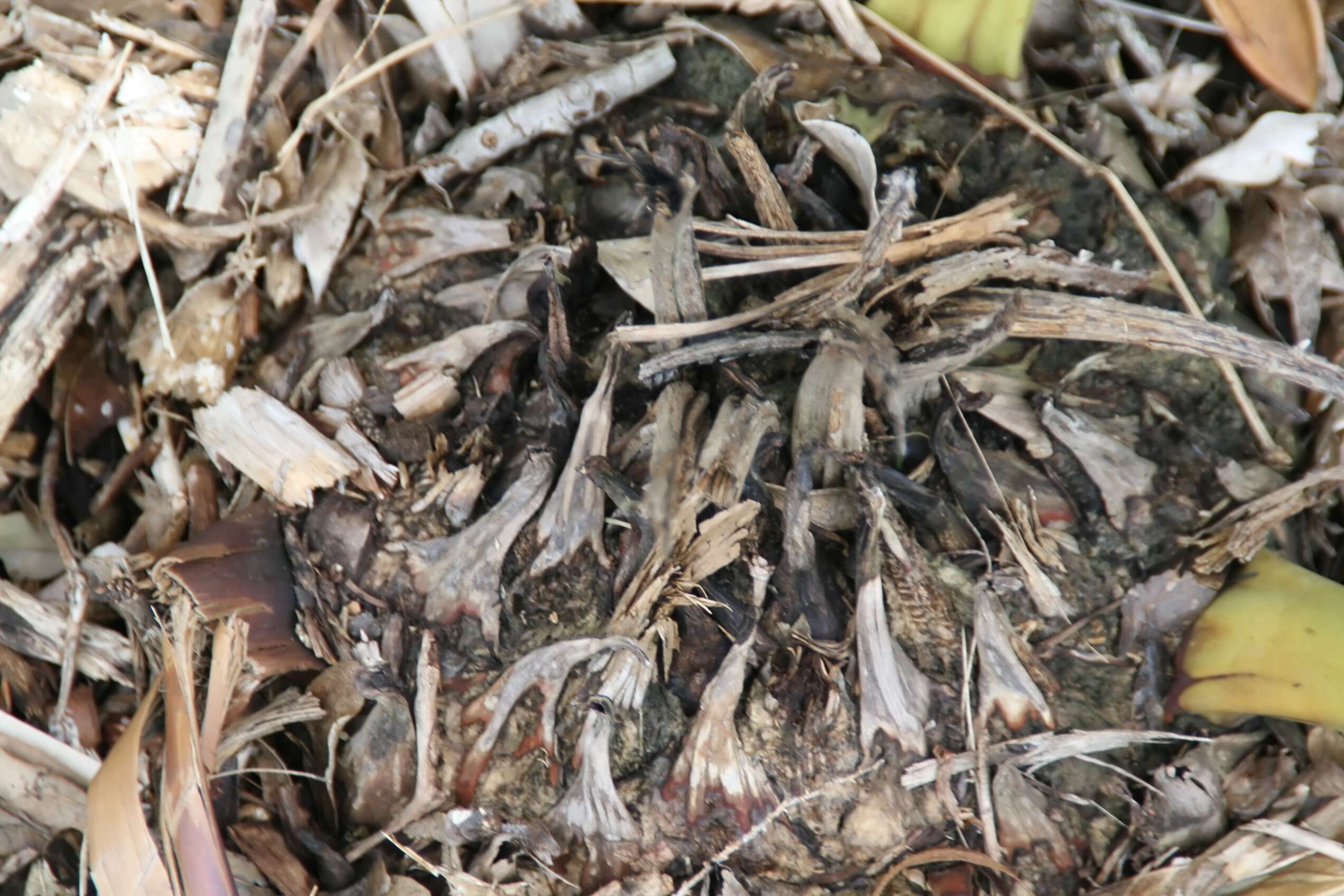 Image of Turner's Cycad