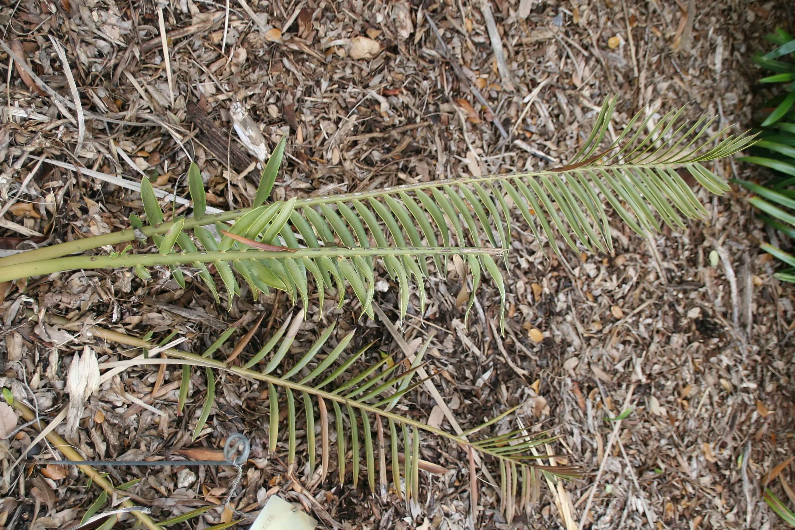 Image of Turner's Cycad