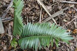 Image of Turner's Cycad