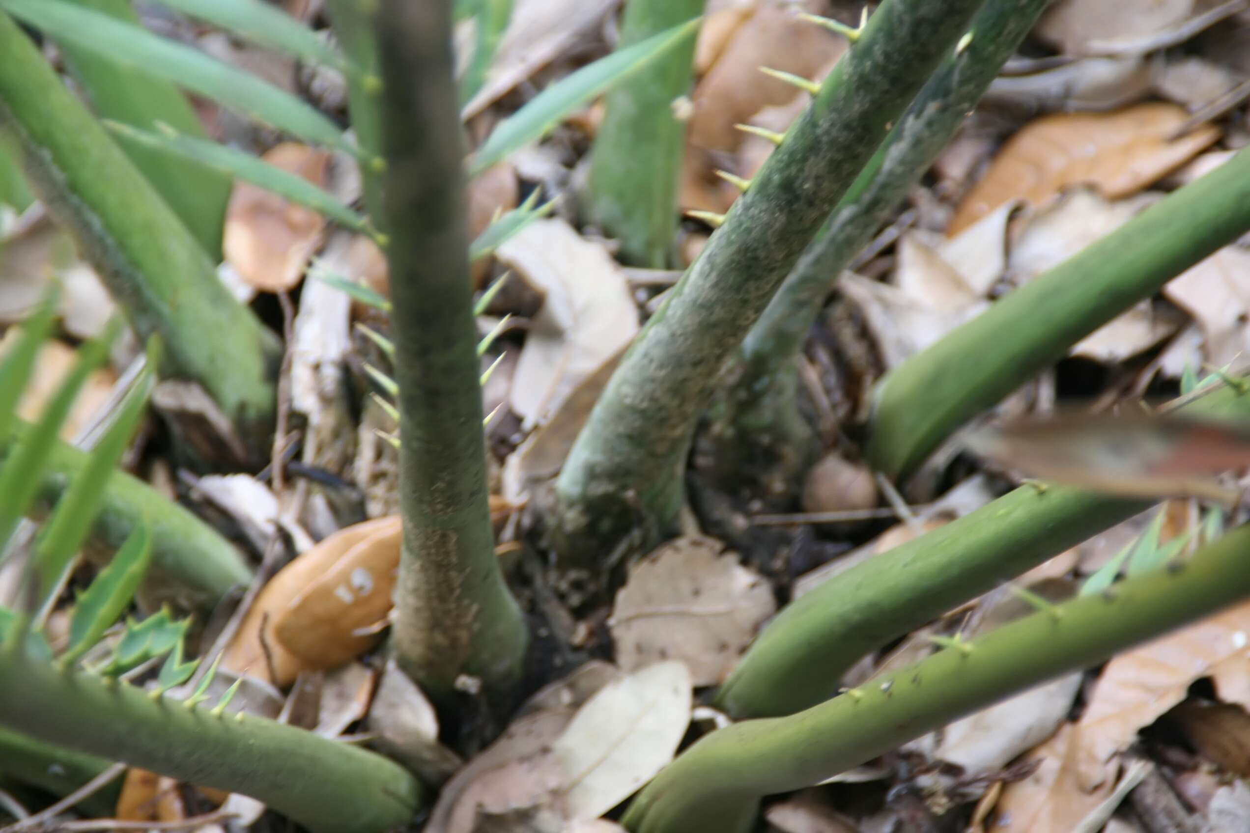 Image of Turner's Cycad